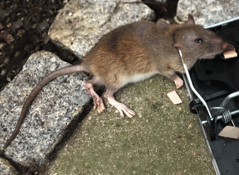Small-Rat